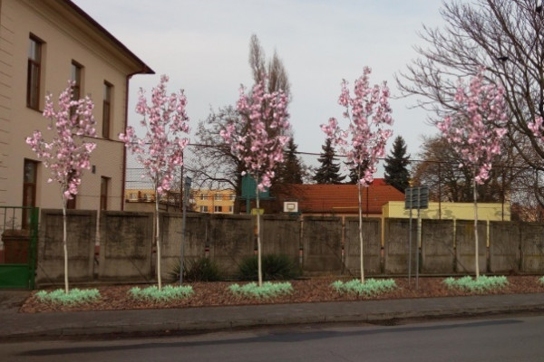 Zelenšie okolie ZŠ v centre mesta